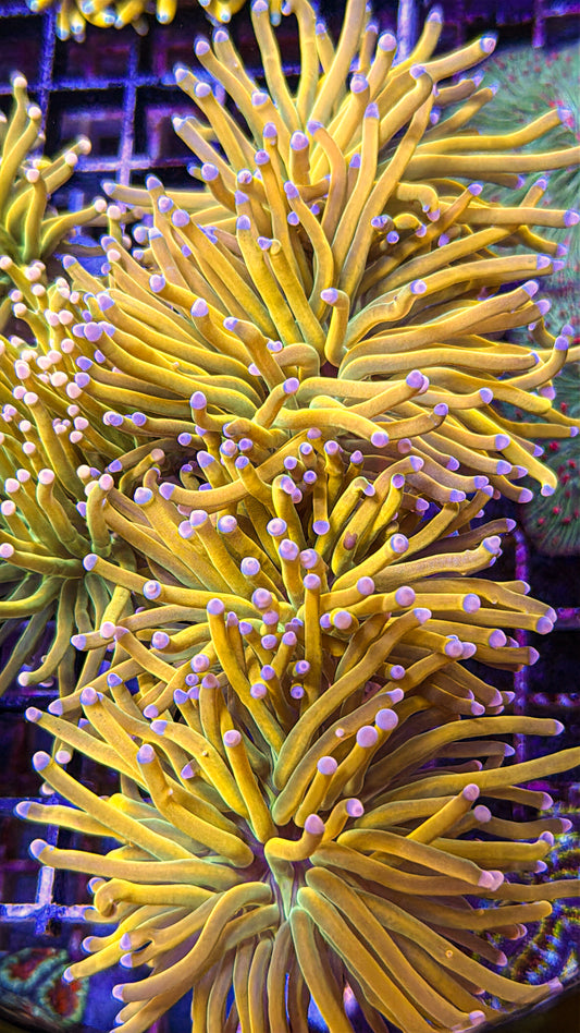 Pink Tip Holy Grail Torch (WYSIWYG)