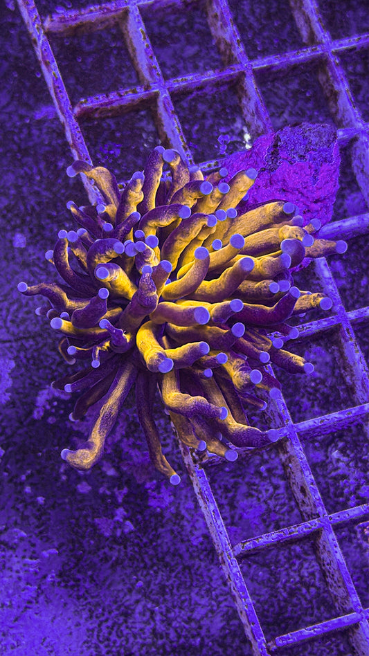 Aussie 24K Torch (WYSIWYG)