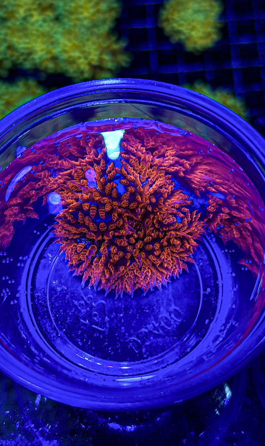 Rock Flower Anemone (WYSIWYG)