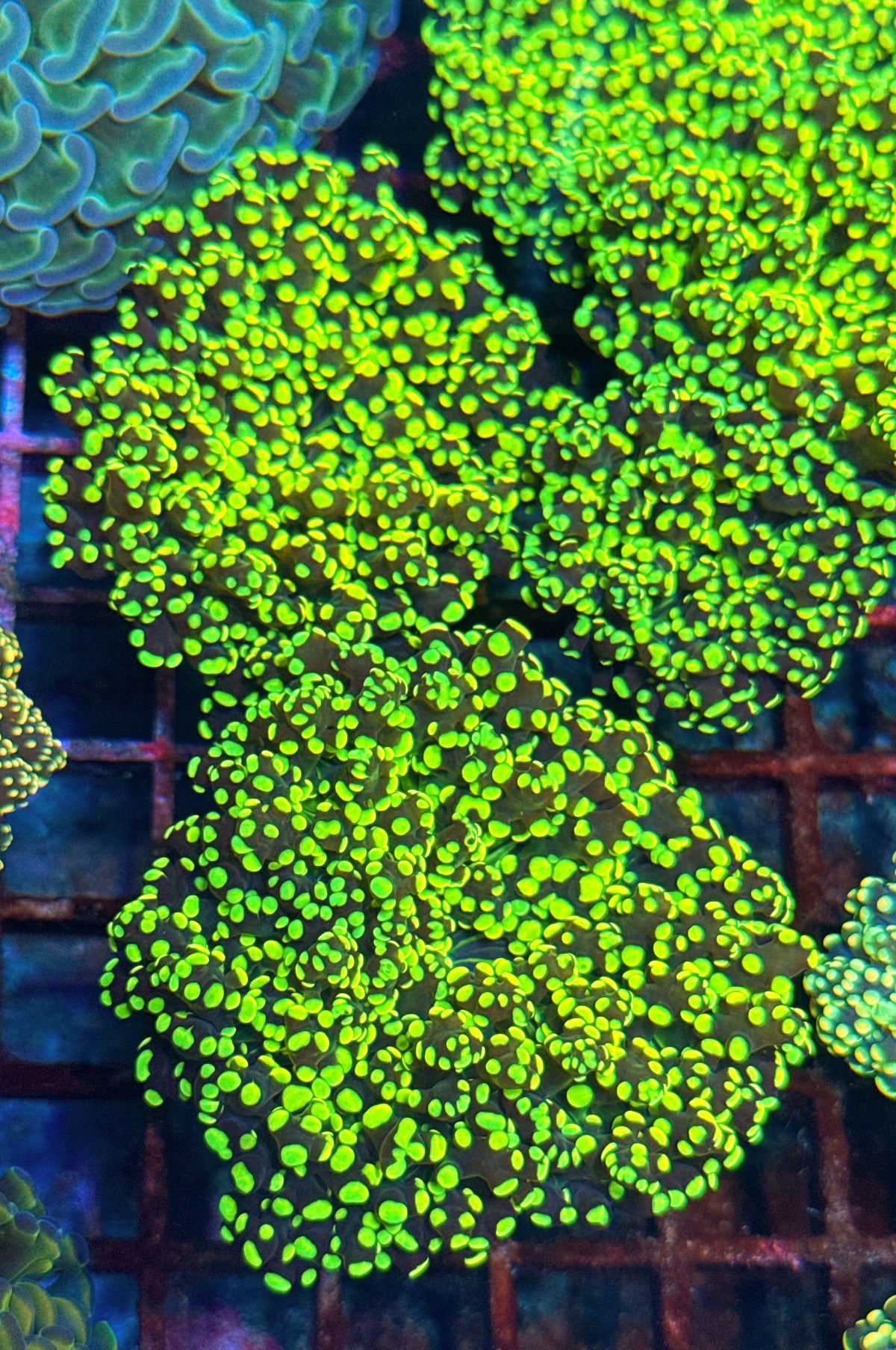 Nuclear Frogspawn (WYSIWYG)