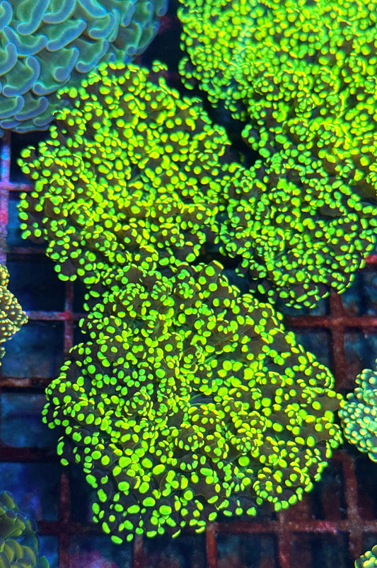 Nuclear Frogspawn (WYSIWYG)