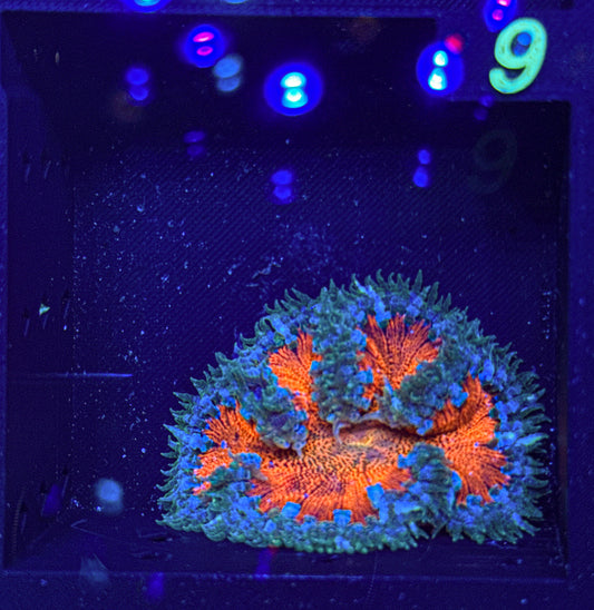 Ultra Rock Flower Anemone (WYSIWYG)