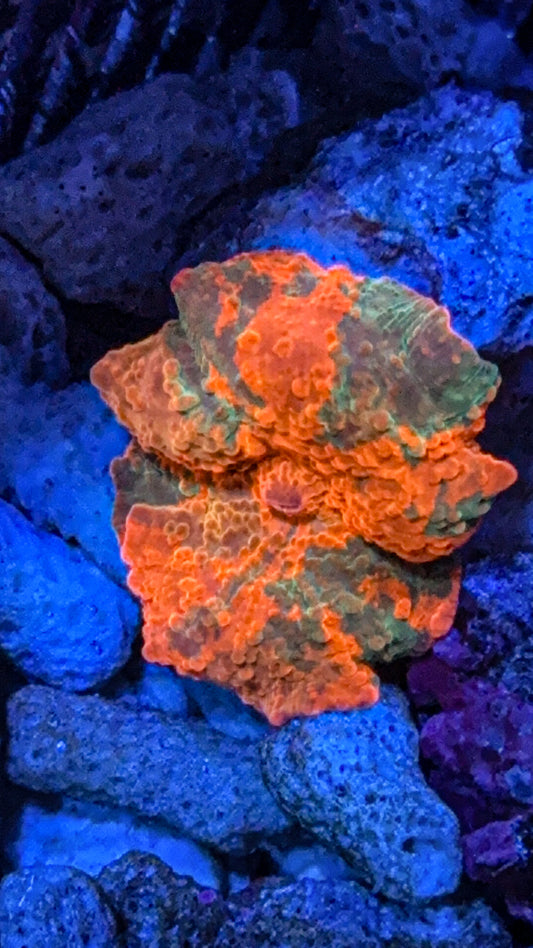 Candy Crush Jawbreaker Mushroom Coral (WYSIWYG)