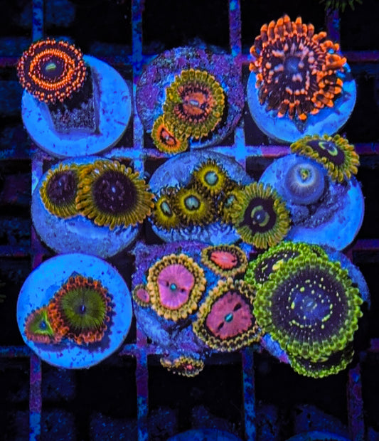 Zoa Pack #6 High End (WYSIWYG)