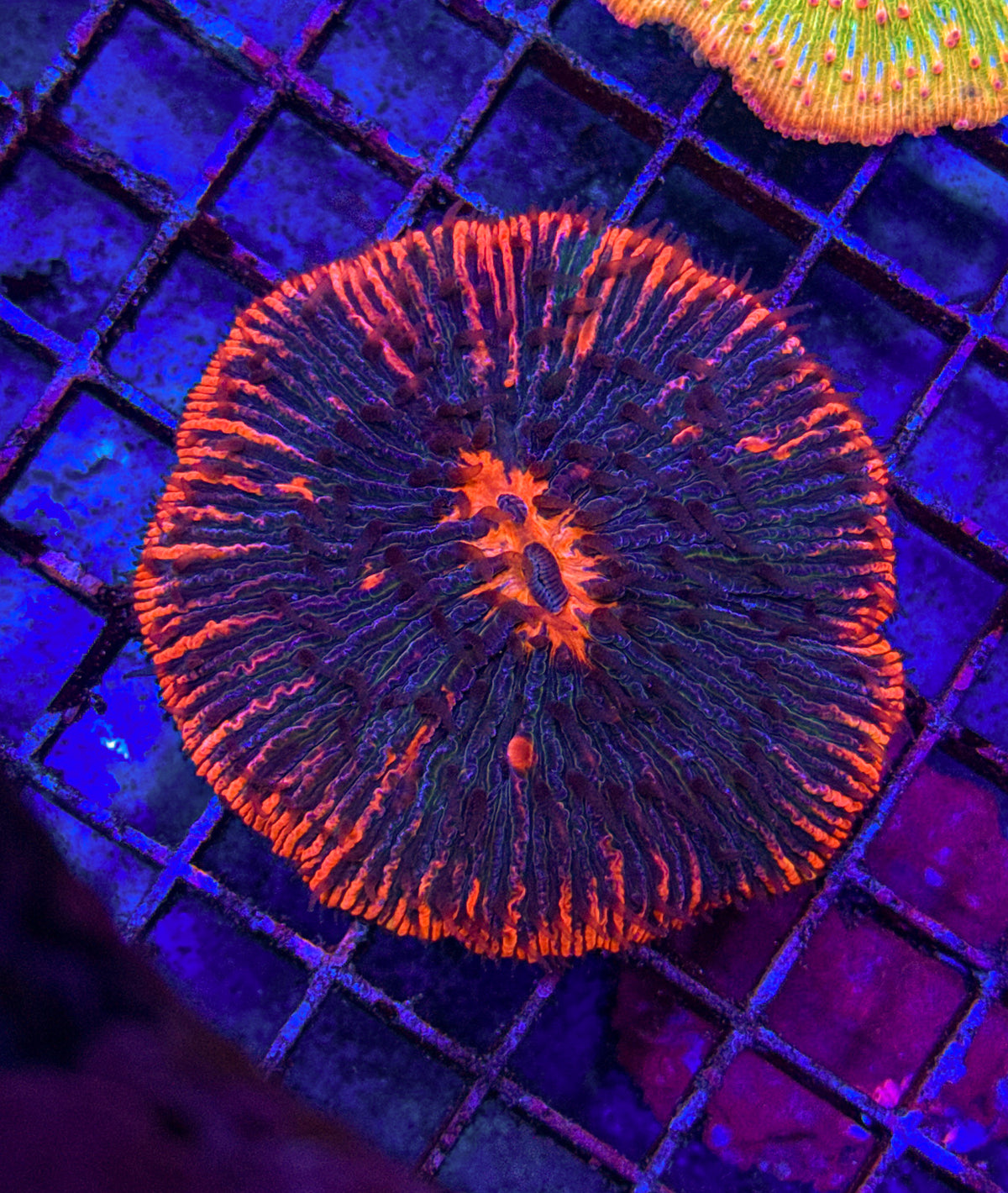 Pink Rim Fungia (WYSIWYG)