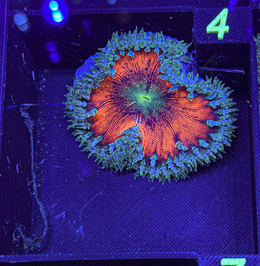 Ultra Rock Flower Anemone (WYSIWYG)