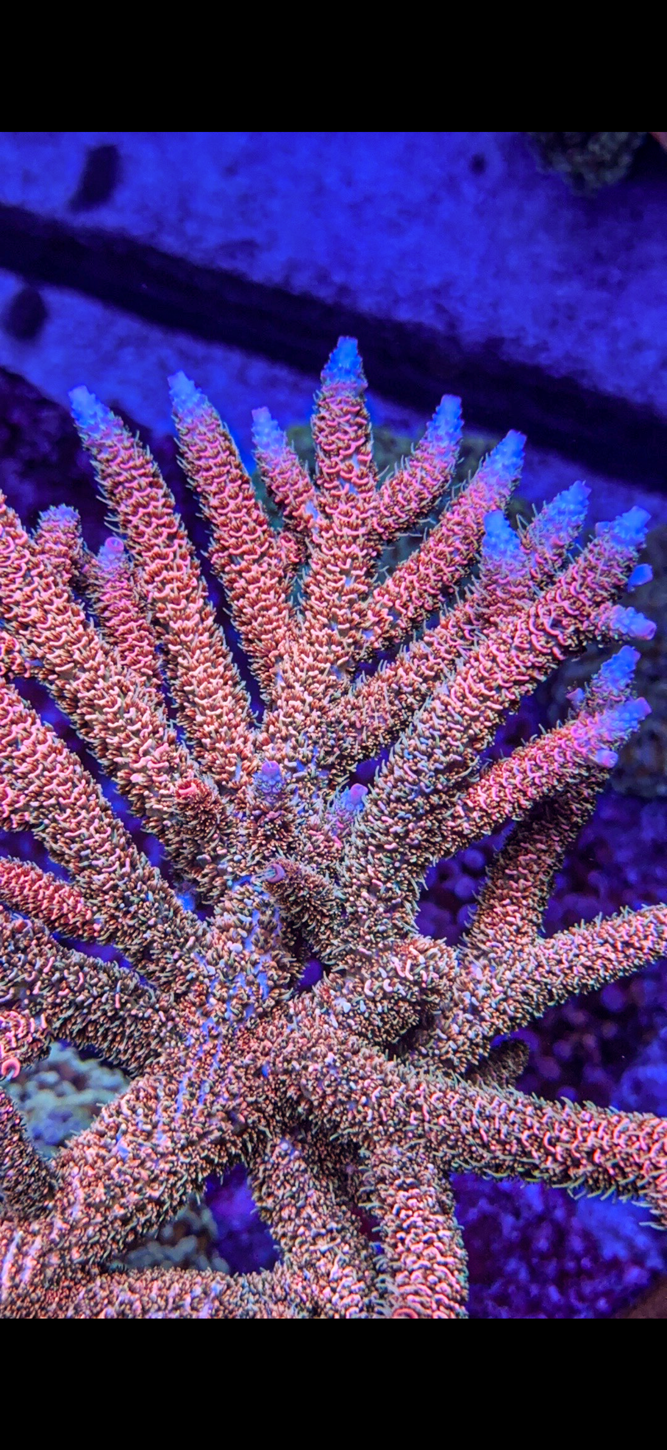 Texas Pink Stag Acro (WYSIWYG)