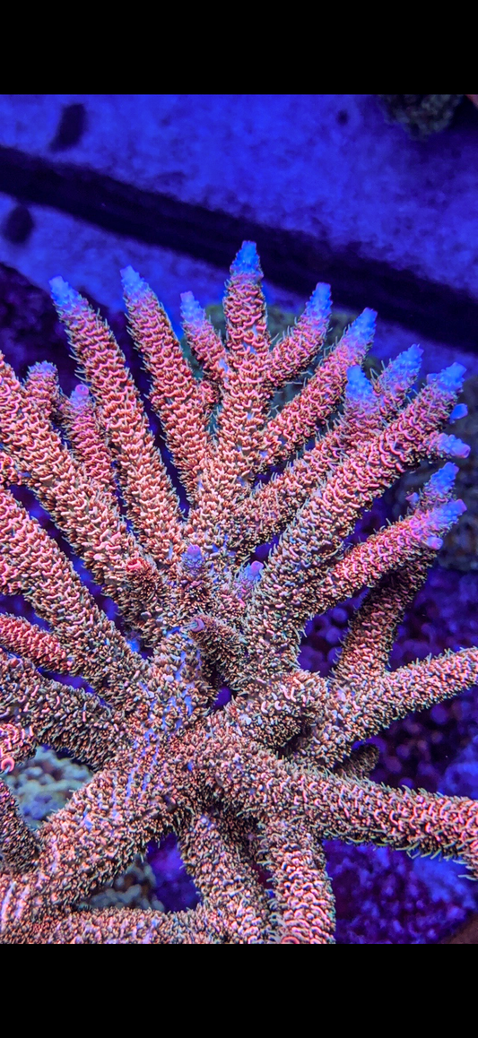 Texas Pink Stag Acro (WYSIWYG)