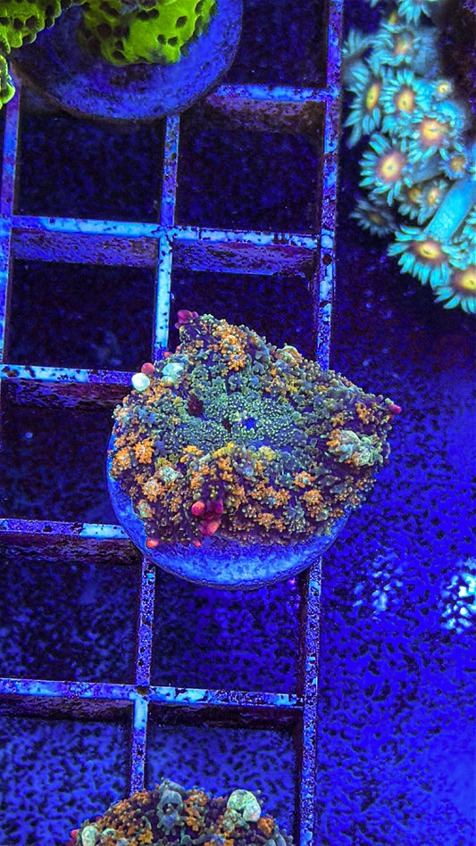 OT7 Bounce Mushroom (WYSIWYG)