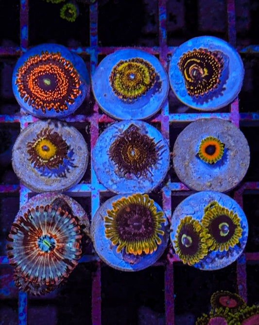 Zoa Pack #13 GOD PACK (WYSIWYG)