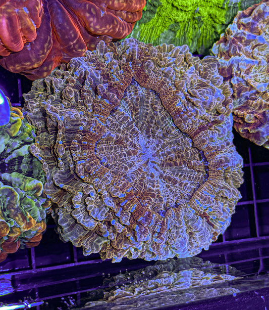 Ultra Acanthophyllia (WYSIWYG)