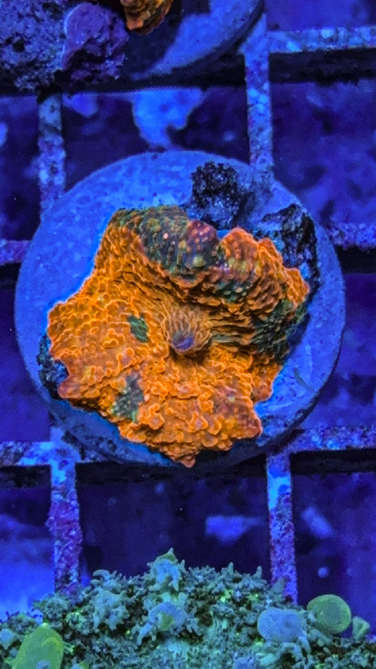 Candy Crush Jawbreaker Mushroom Coral (WYSIWYG)
