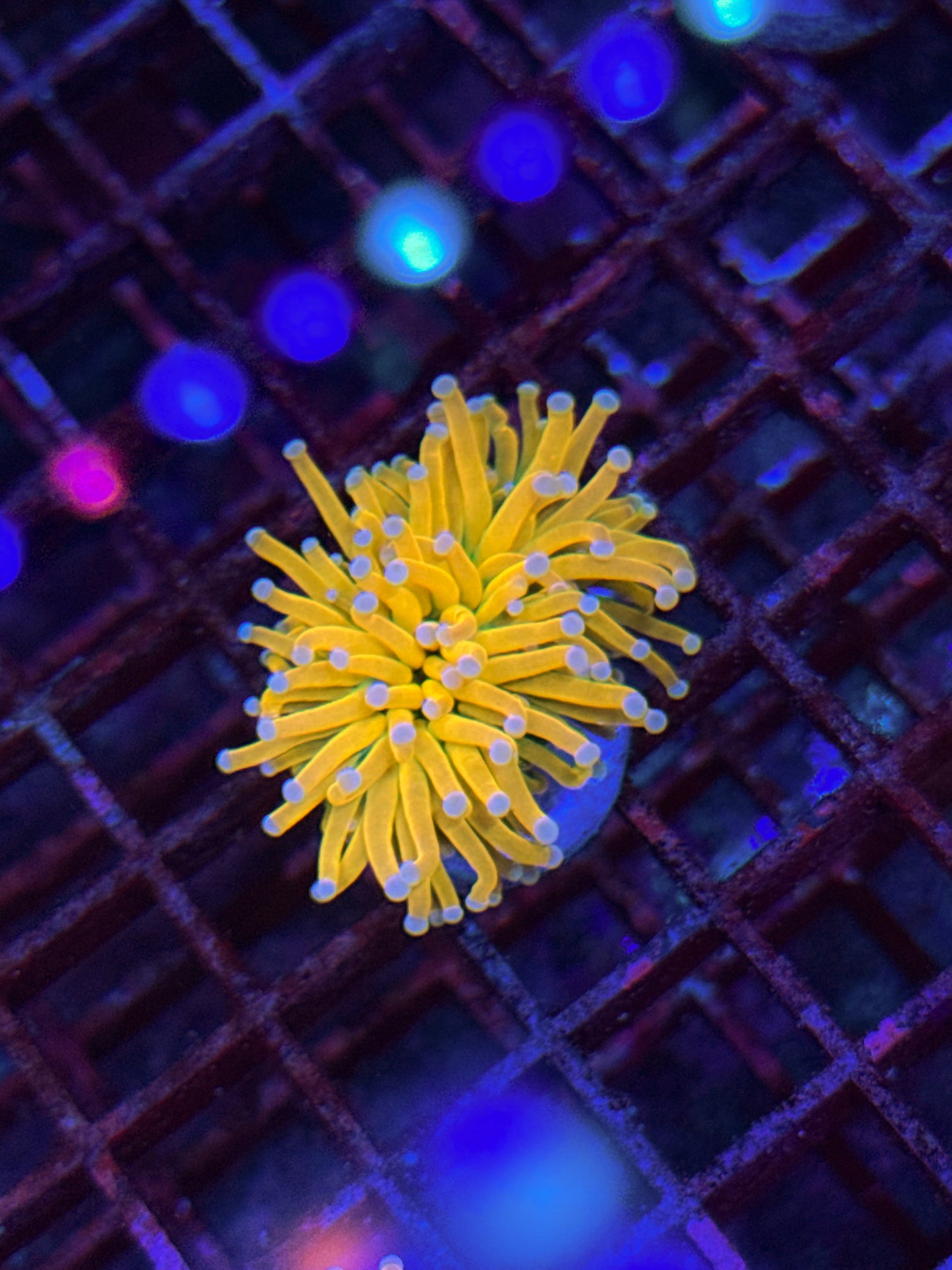 Pink Tip Banana Grail Torch (WYSIWYG)