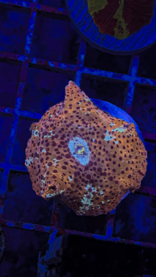 Leopard Discosome Mushroom (WYSIWYG)