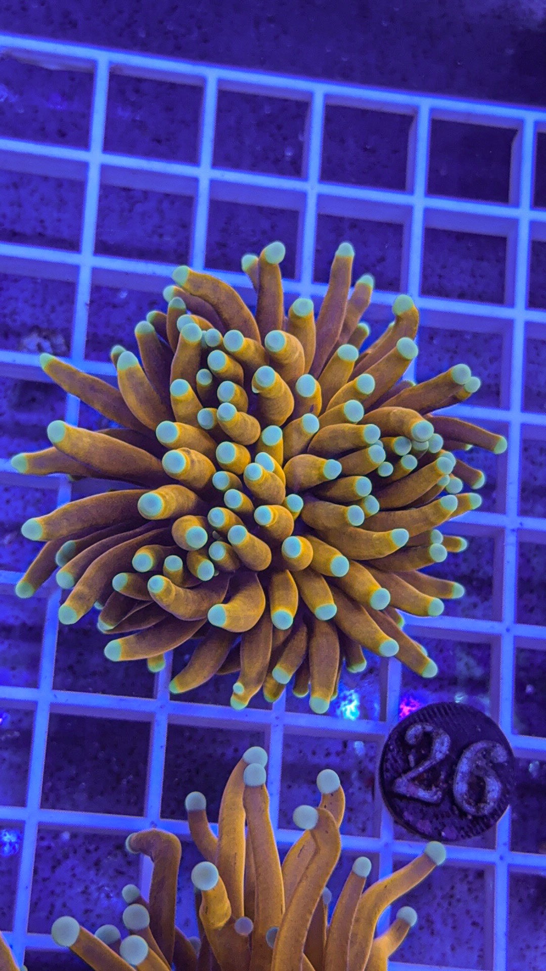 Banana Torch #26 (WYSIWYG)