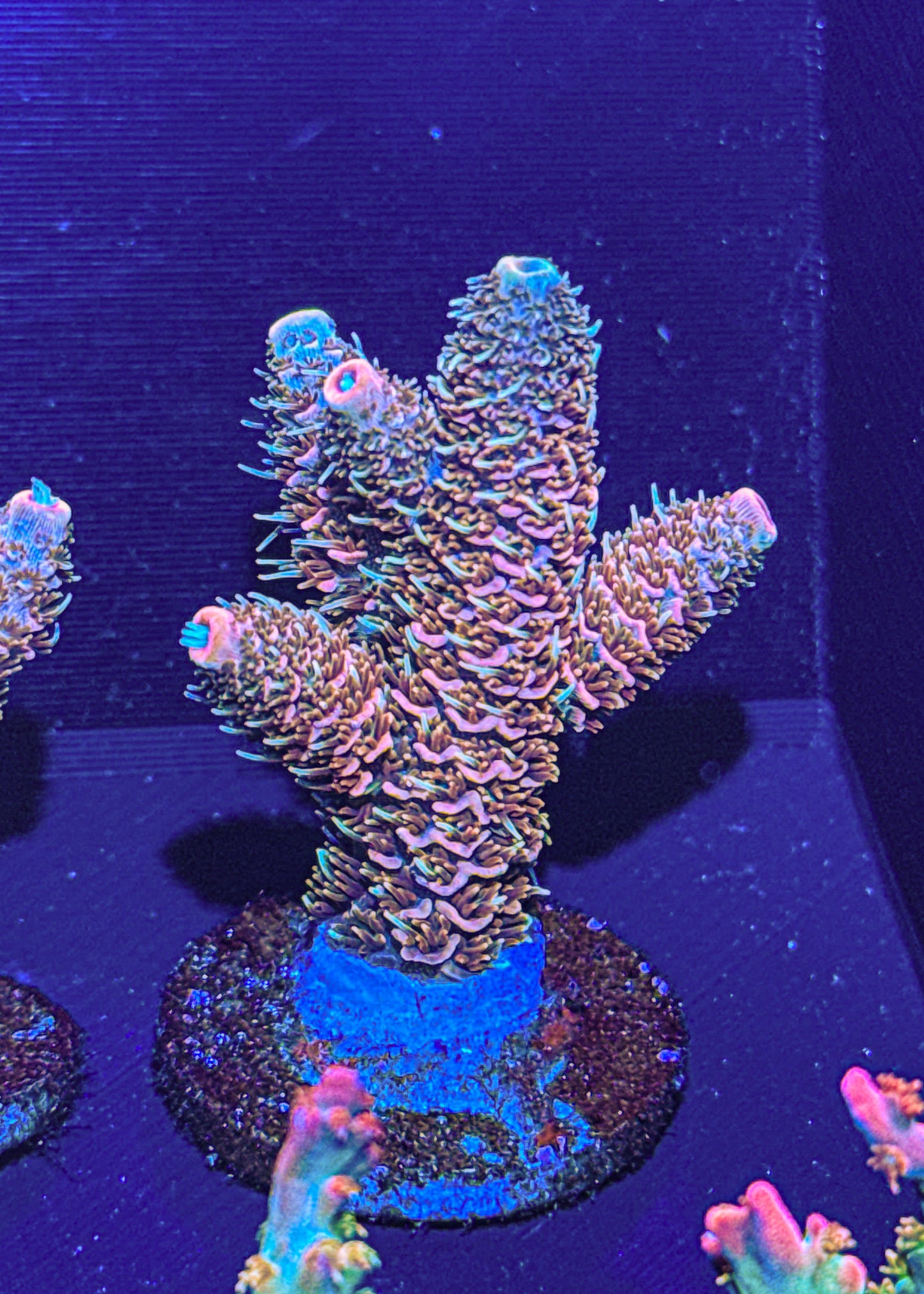 Texas Pink Stag Acro (WYSIWYG)