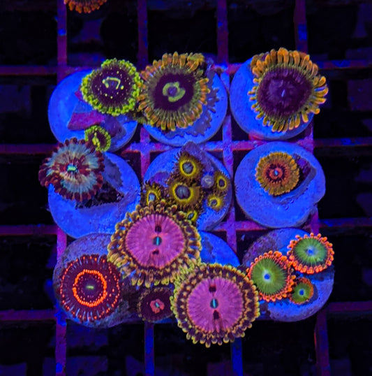 Zoa Pack High End #8 (WYSIWYG)