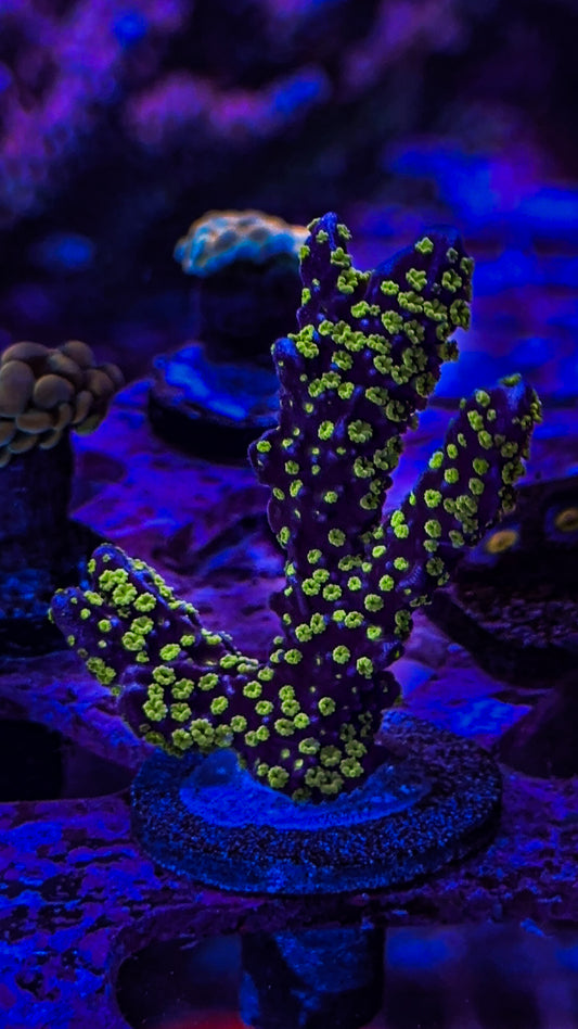 Tubbs Stellata Montipora