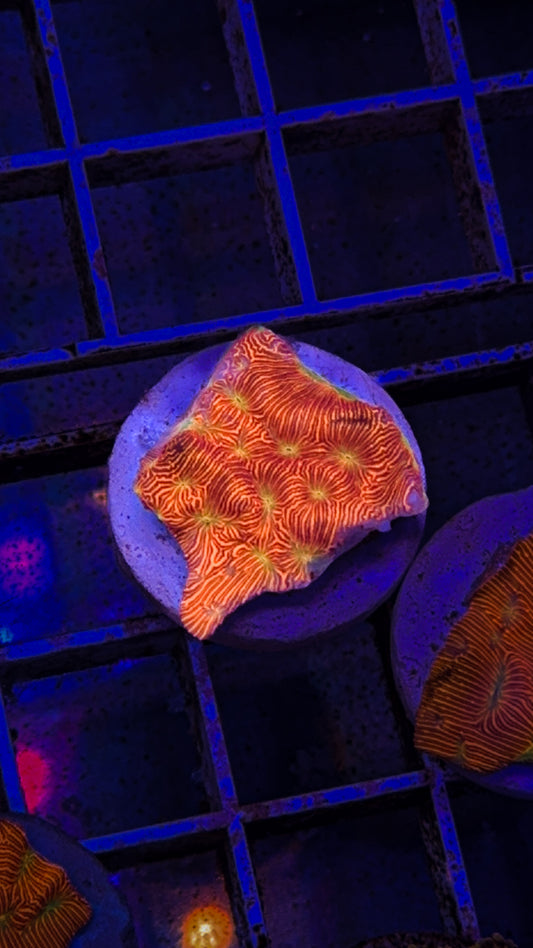 Jack O Lantern Leptoseris (WYSIWYG)
