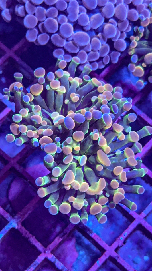 KDR Rainbow Hologram Hammer (WYSIWYG)