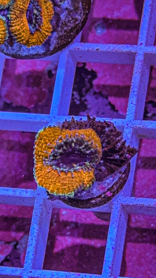 Gold Ring Acan (WYSIWYG)