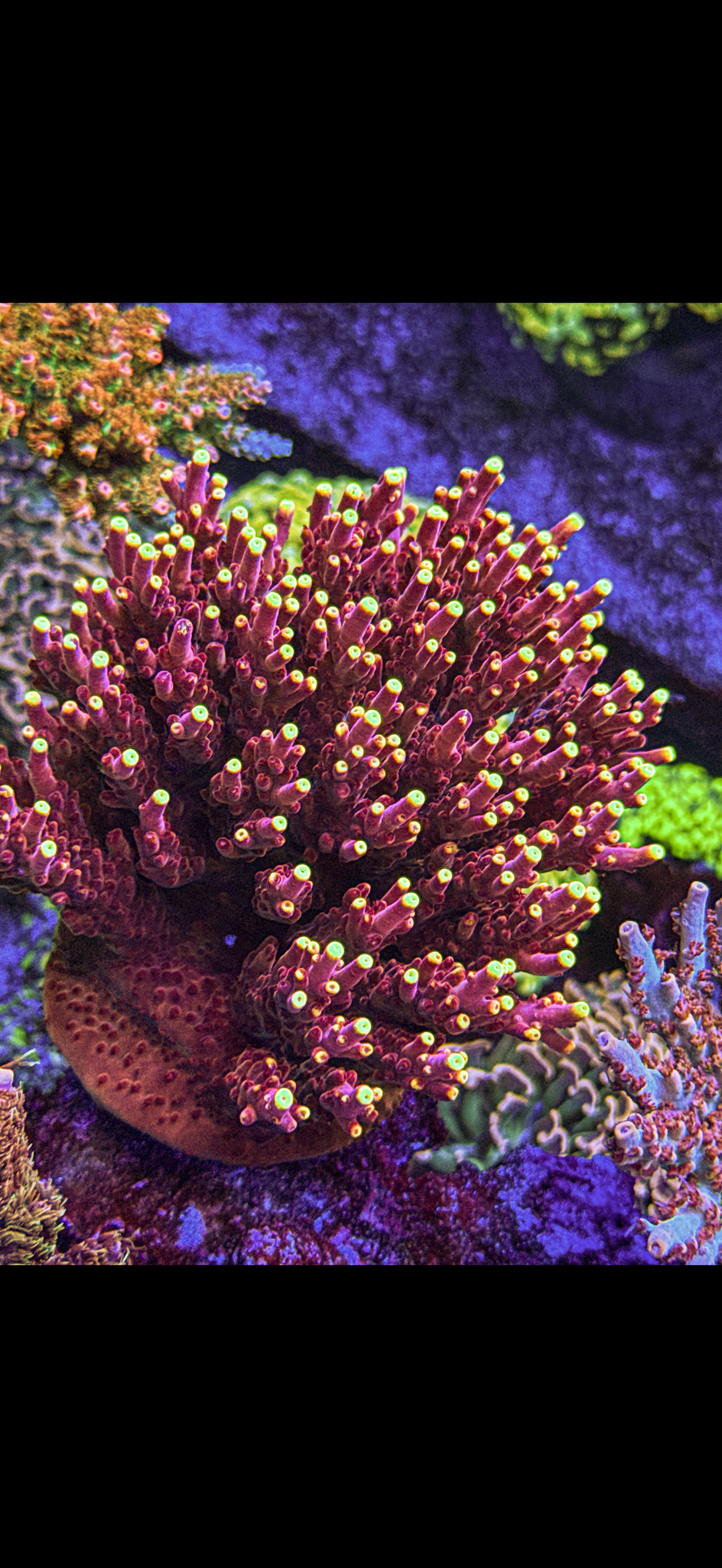 JF Fox Flame Acro “Big” (WYSIWYG)