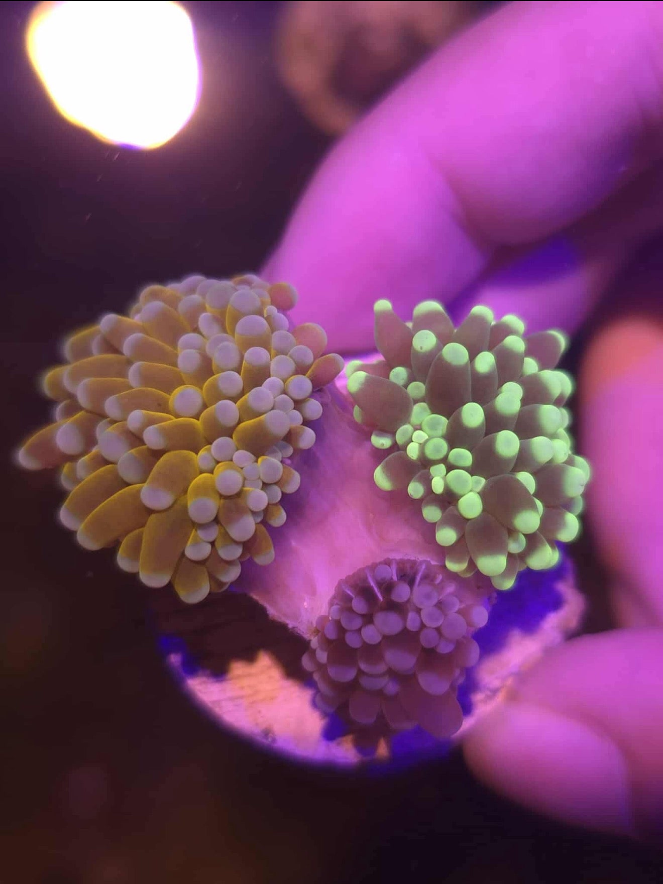 Triple Graft Torch (WYSIWYG)