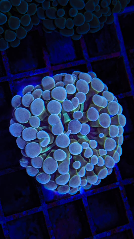 Teal Tip Frammer (WYSIWYG)