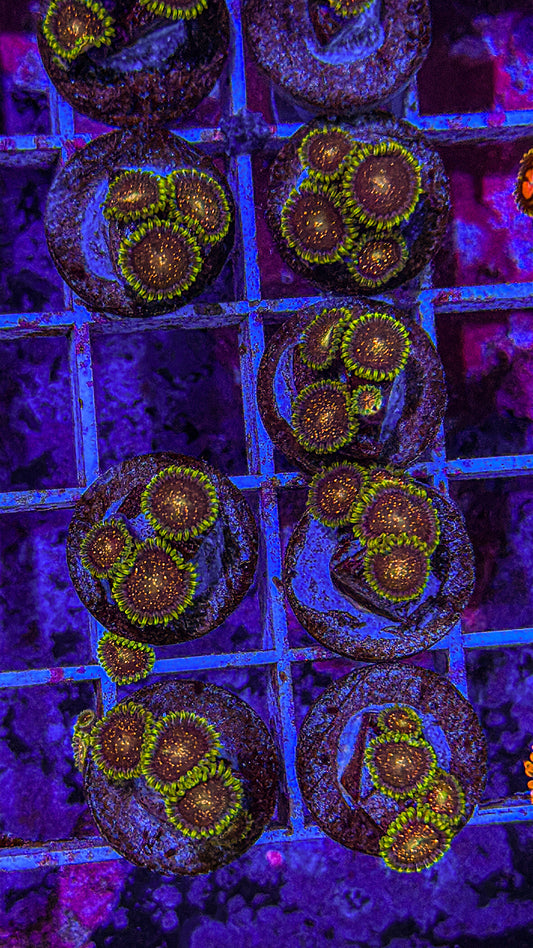 Cosmic Combustion Zoas (WYSIWYG)