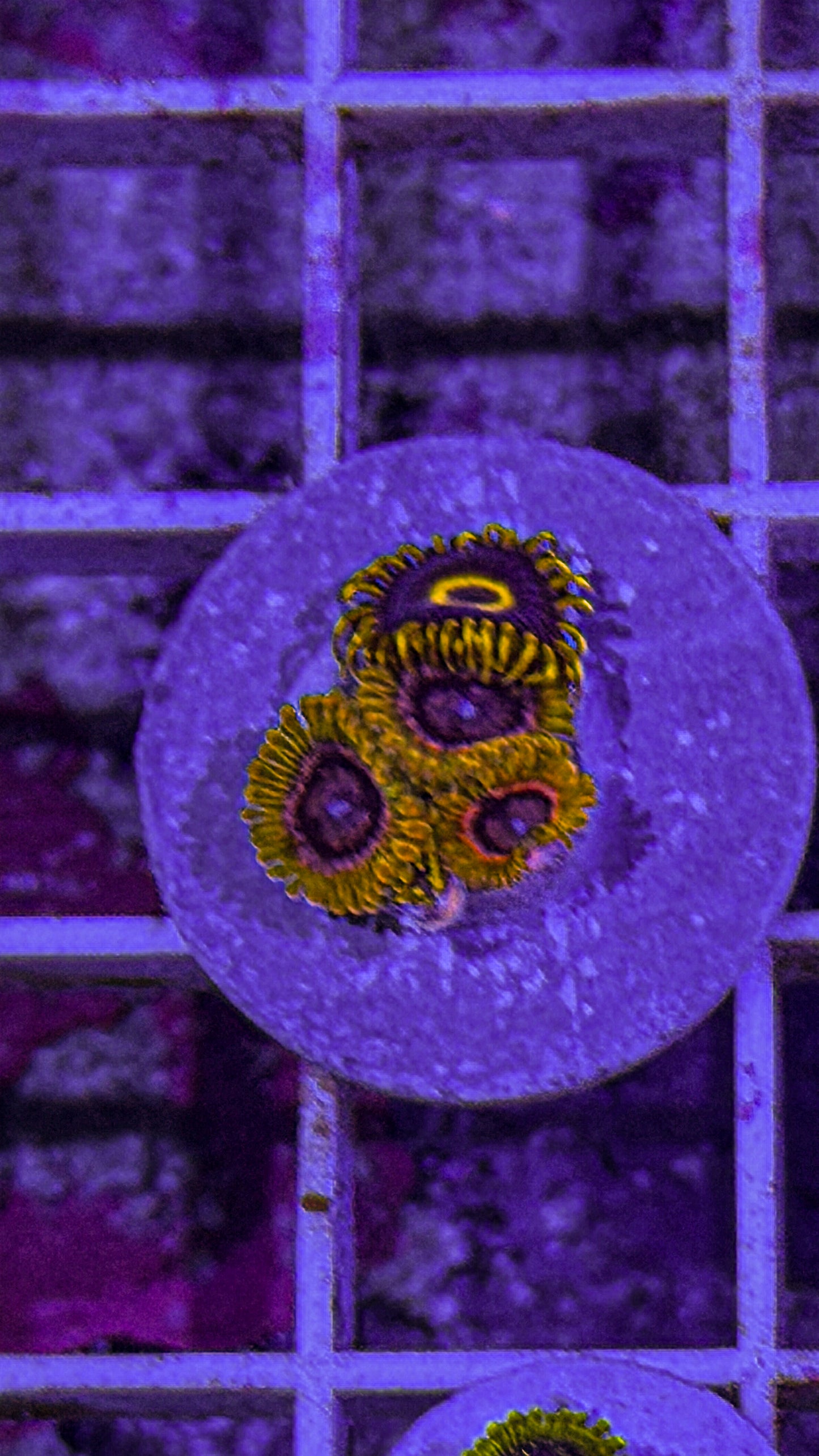 Acid Reflux/Purple Hornets Zoas (WYSIWYG)
