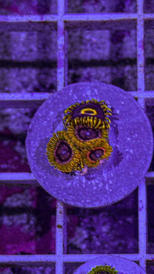 Acid Reflux/Purple Hornets Zoas (WYSIWYG)