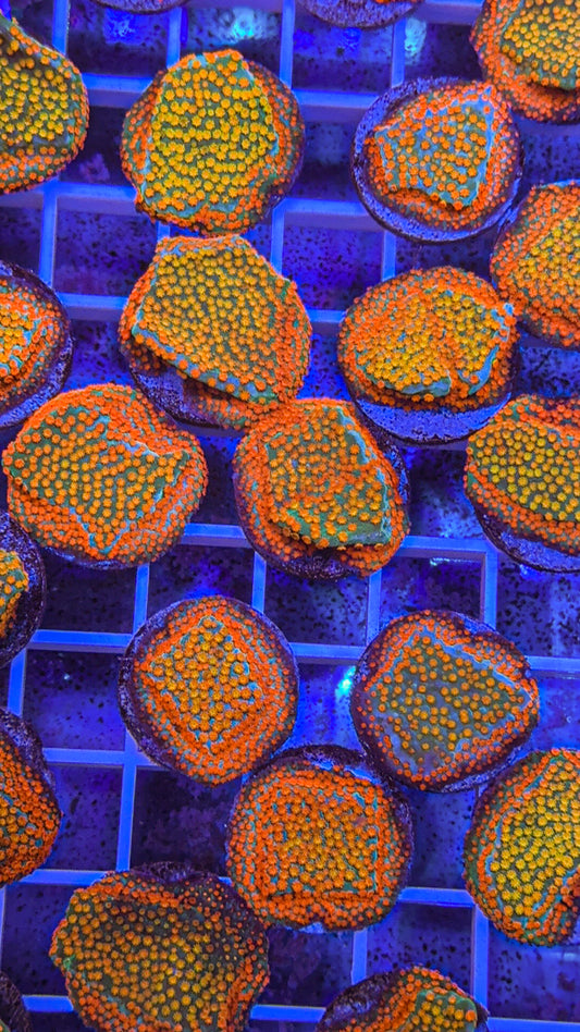 Rainbow Monti AKA Skittles Montipora (WYSIWYG)
