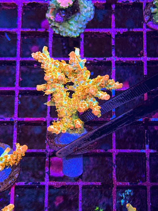 POTO Cofefe Acro “mini colony” (WYSIWYG)