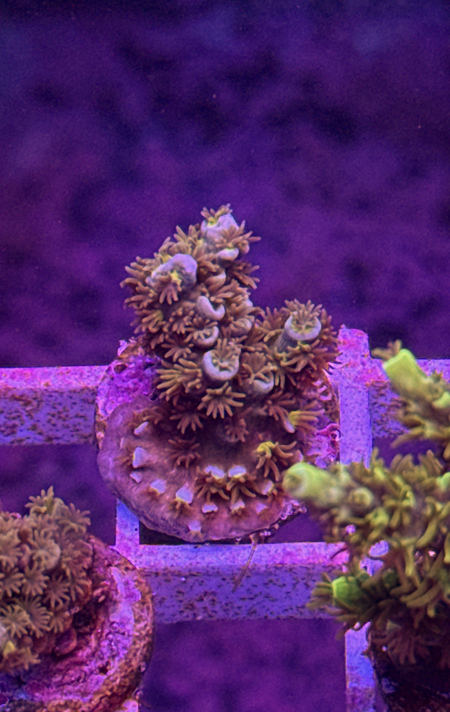 WCC Fluffy Tenuis Acro (WYSIWYG)