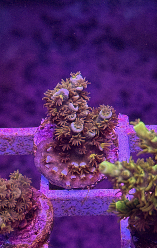 WCC Fluffy Tenuis Acro (WYSIWYG)