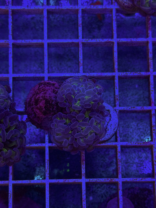 Reverse Hologram Hammer (WYSIWYG)