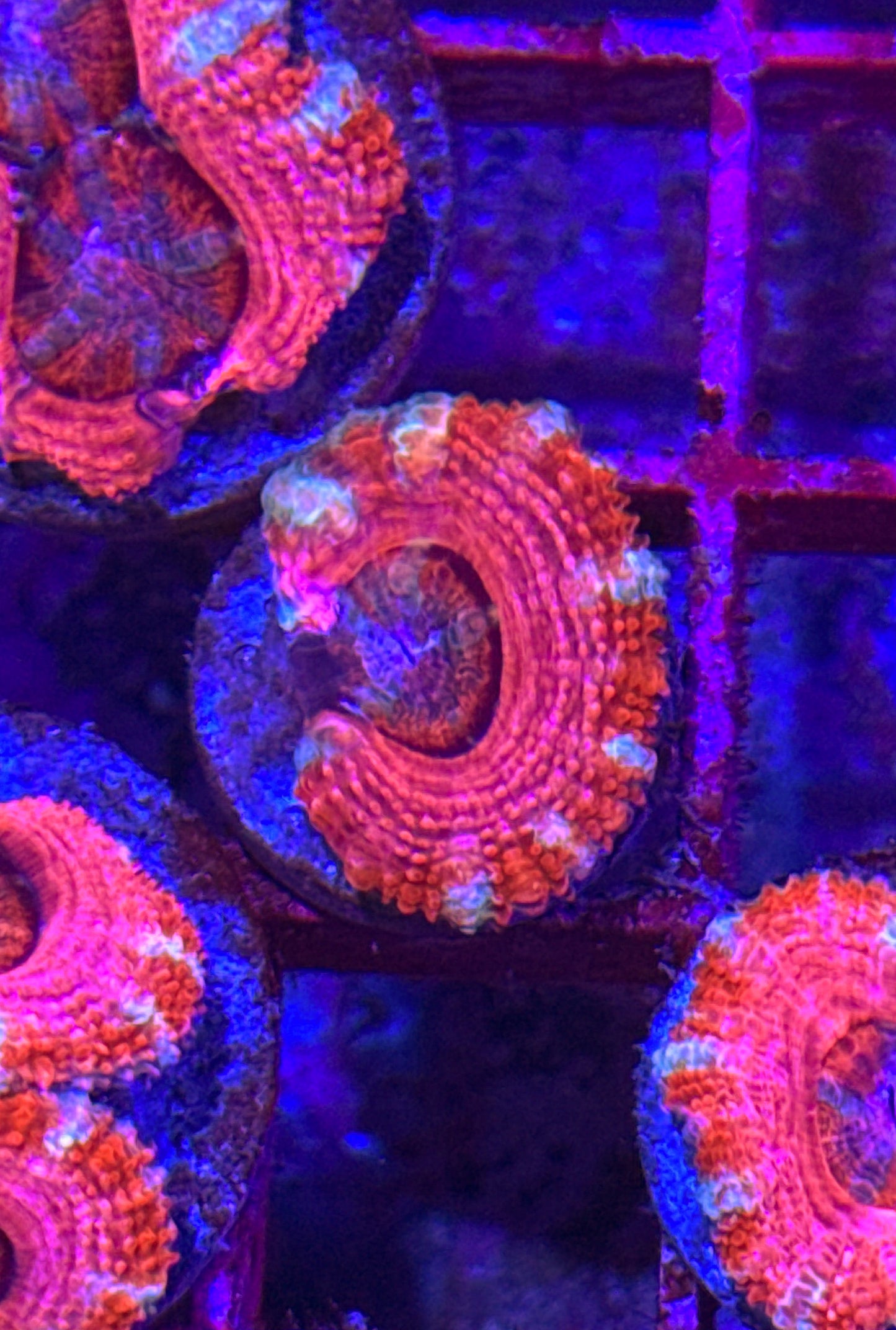 Pink Acan (WYSIWYG)