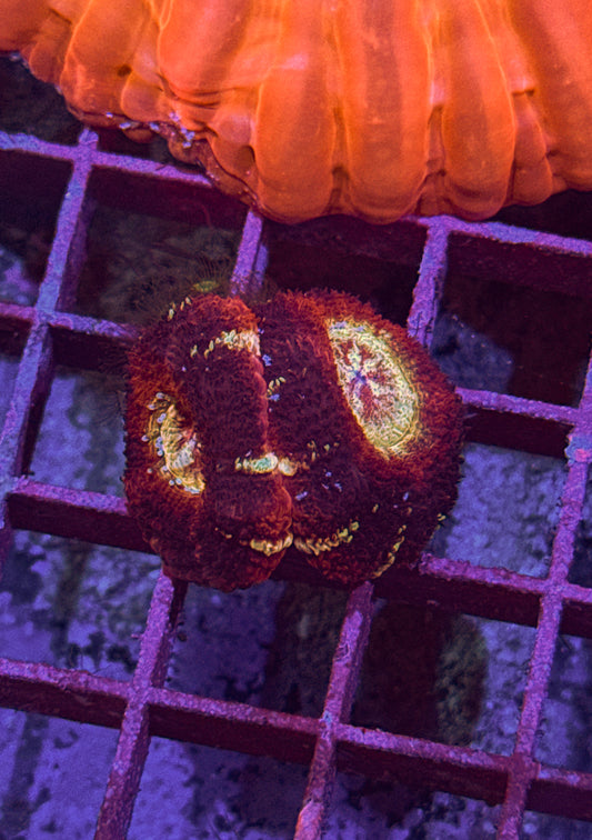 Asian Acan (WYSIWYG)