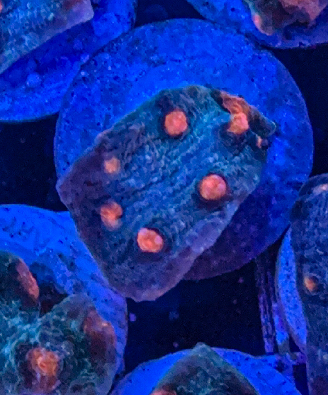 Moon Rocks Chalice (WYSIWYG)