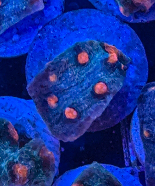 Moon Rocks Chalice (WYSIWYG)