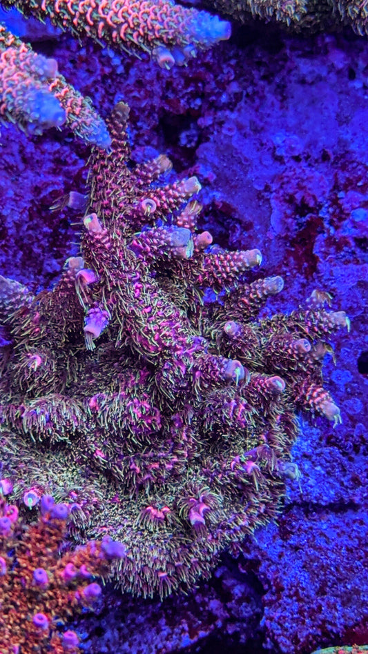 CCH Chewbacca Milli (WYSIWYG)