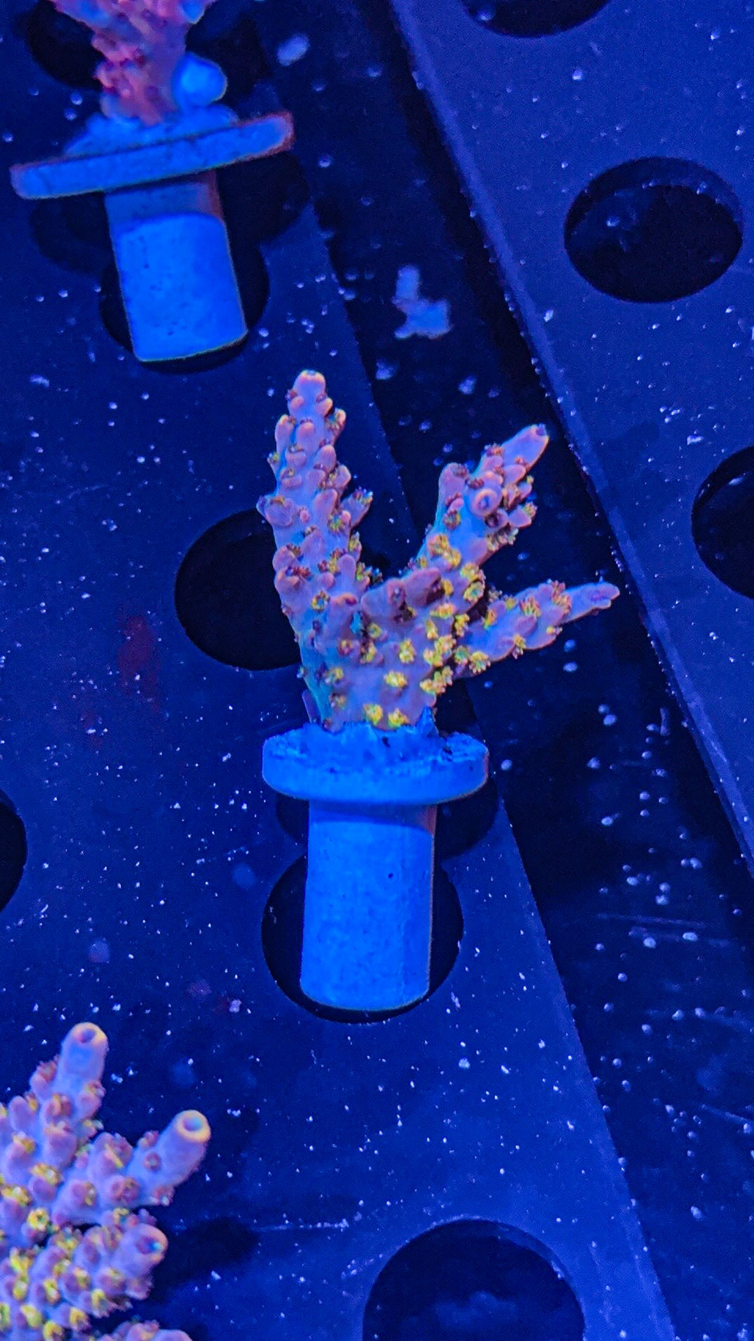 Rainbow Acro Gold Polyps! (WYSIWYG)