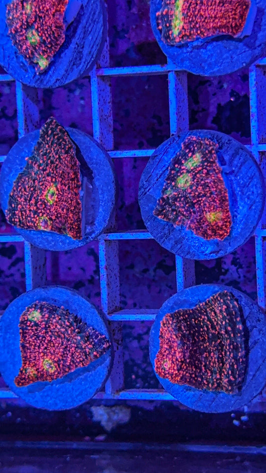 Pink Boobies Chalice (WYSIWYG)