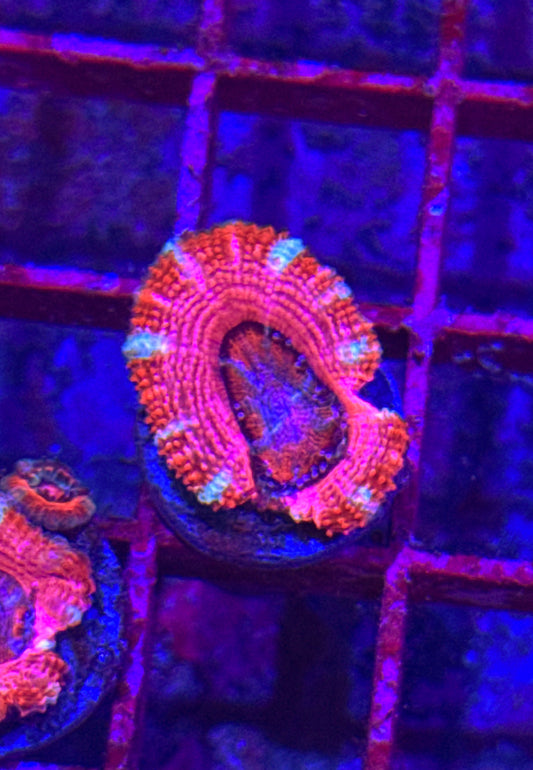 Pink Acan (WYSIWYG)