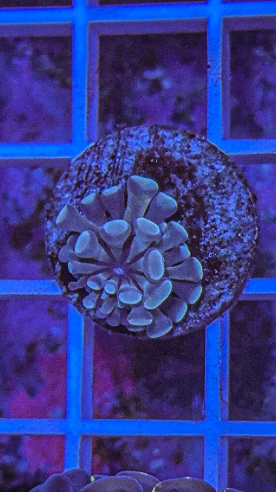 Teal Aussie Hammer TINY (WYSIWYG)