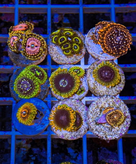 Zoa Pack #2 (WYSIWYG)