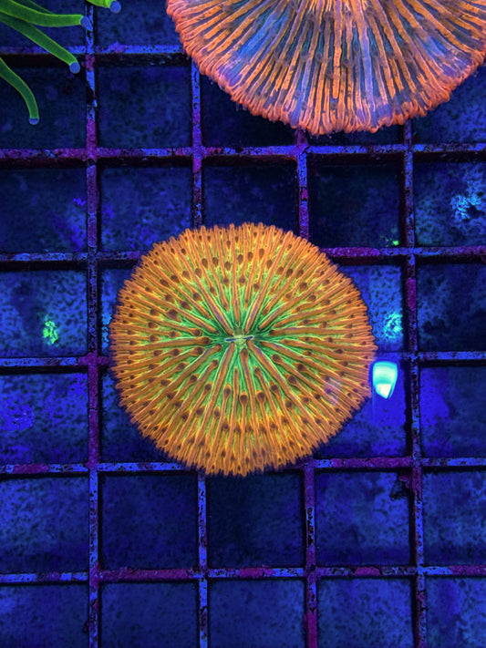 Unique Fungia (WYSIWYG)