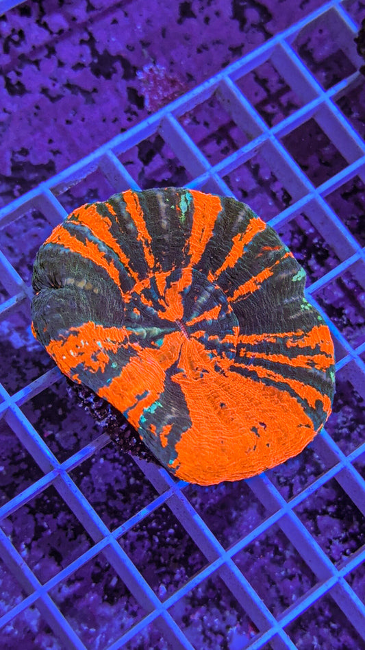 War Paint Scoly (WYSIWYG)