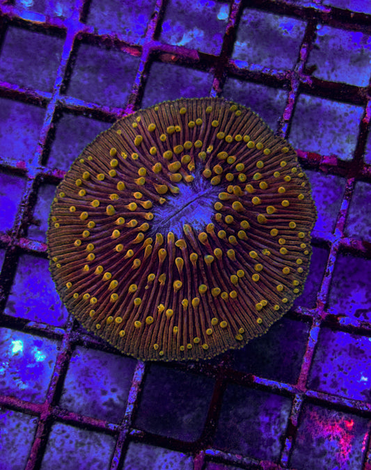 Raising Phenix Fungia (WYSIWYG)