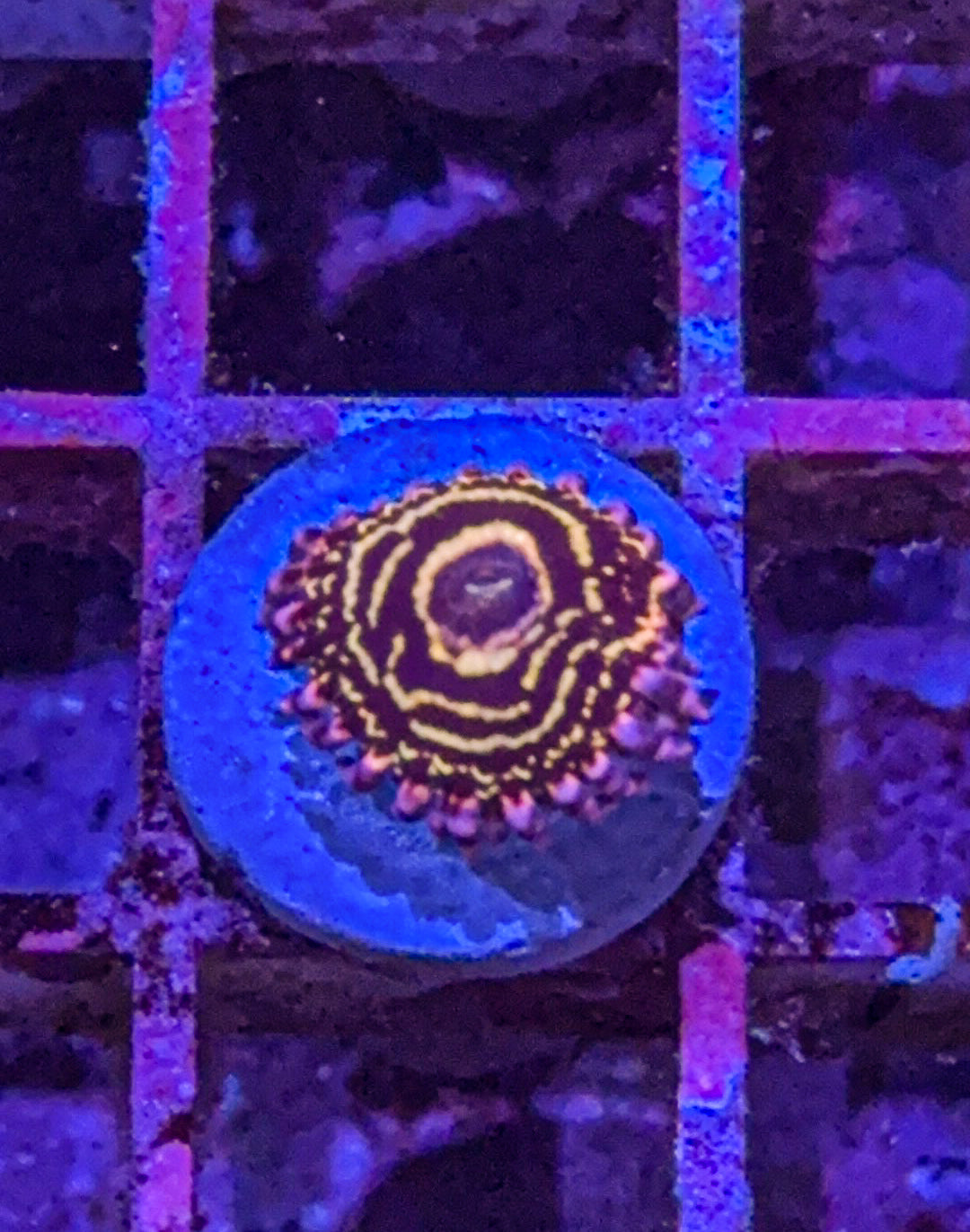 Stratosphere Zoa (WYSIWYG)